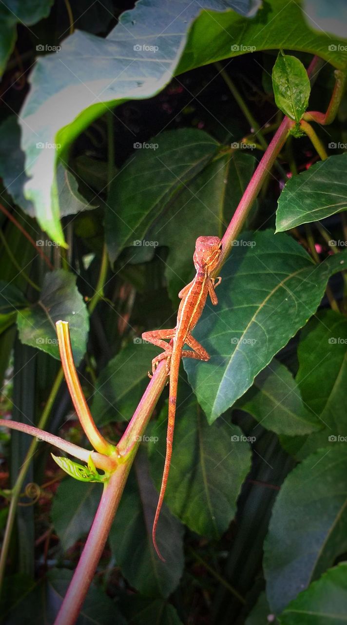 Lizard in my garden - reptiles