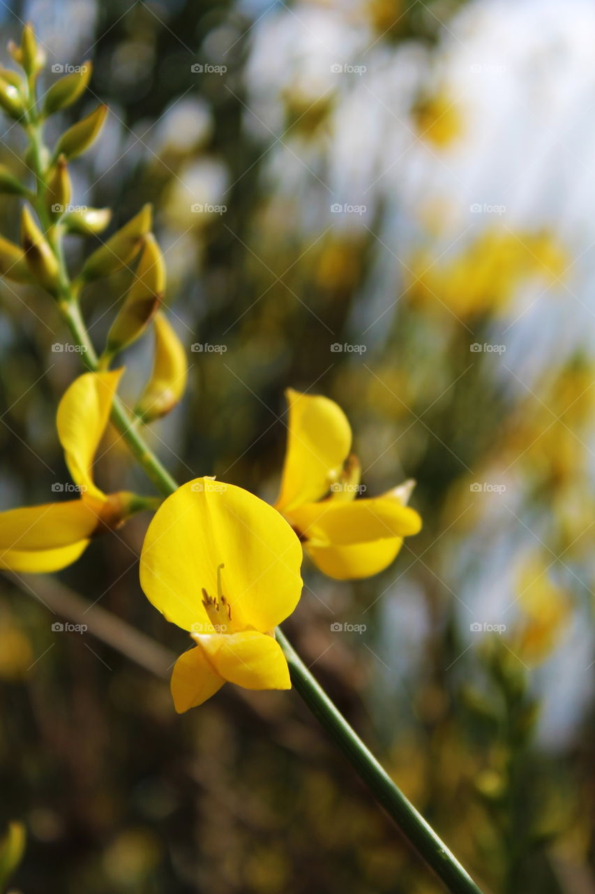 Scotch broom