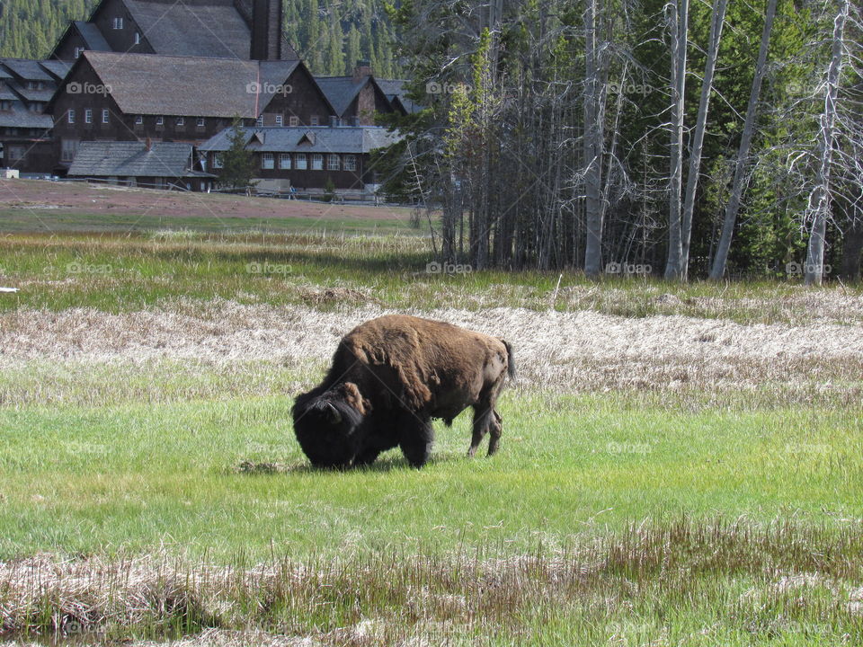 Bison busy with food!