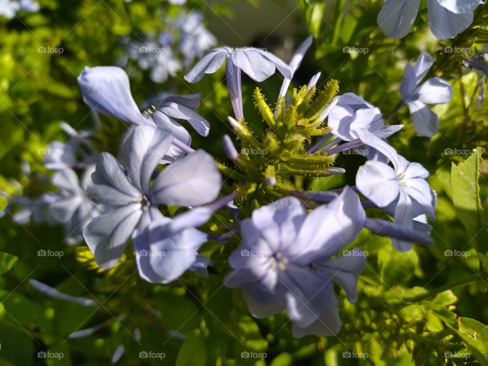 flower and sunlight