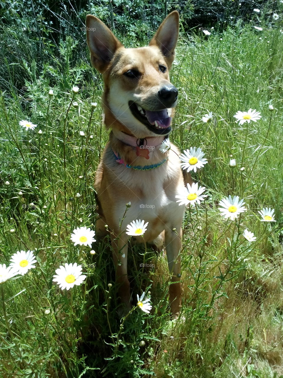 Daisy's daisys