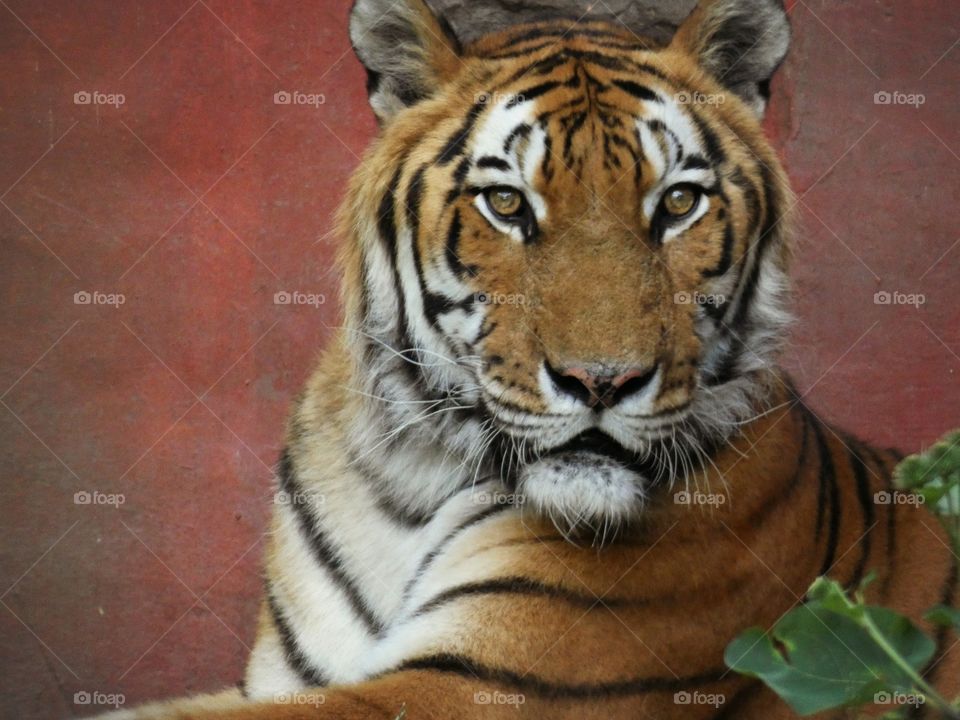 tiger portrait