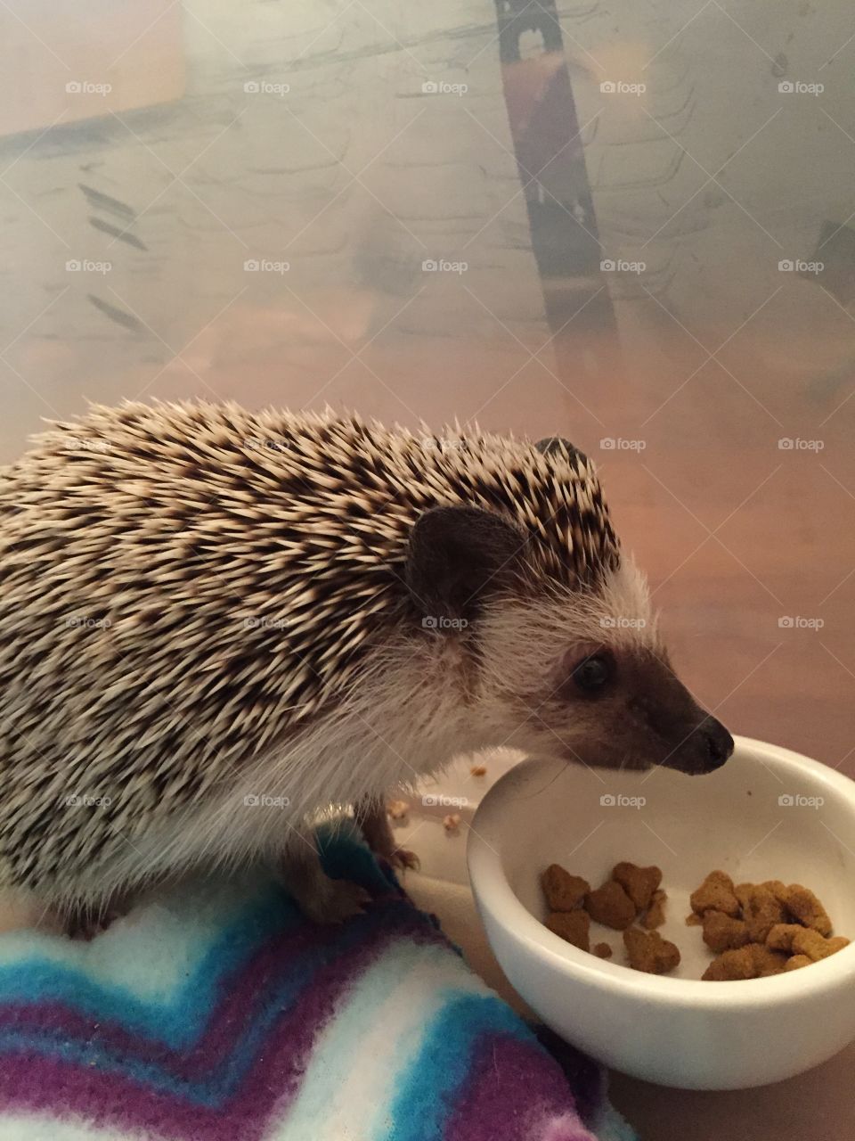 Hedgehog named Cocoa 