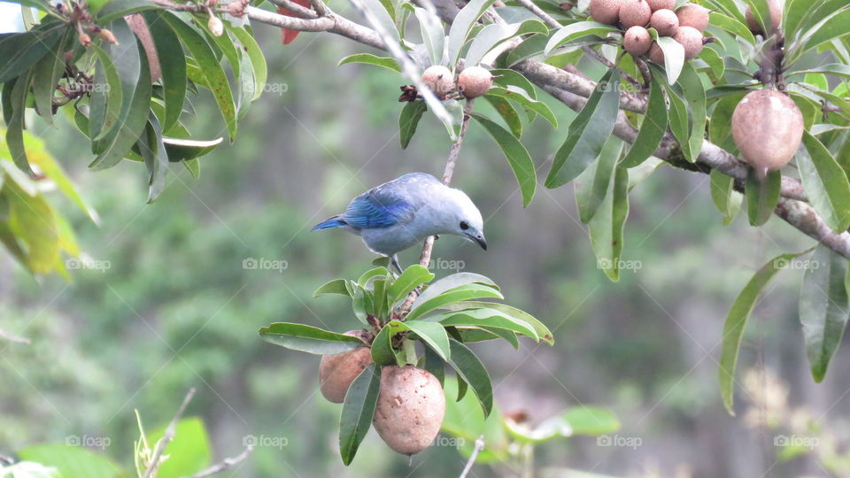 Blue Bird (Azulejo) Thraupis episcopus Blue-gray Tangara