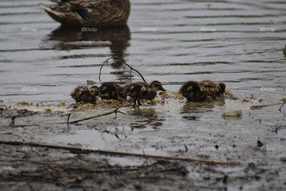 baby ducklings looking for snacks on the bank