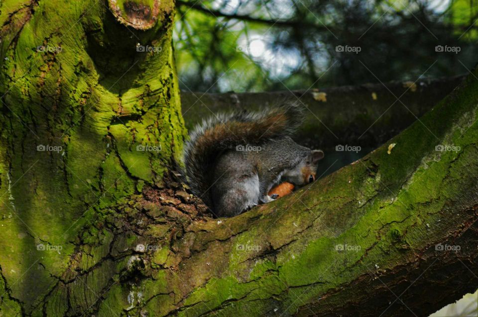 gray squirrel on the tree munching carrot