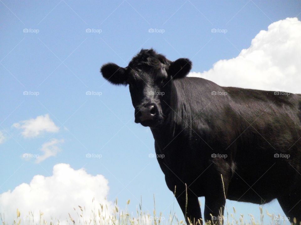 Moo