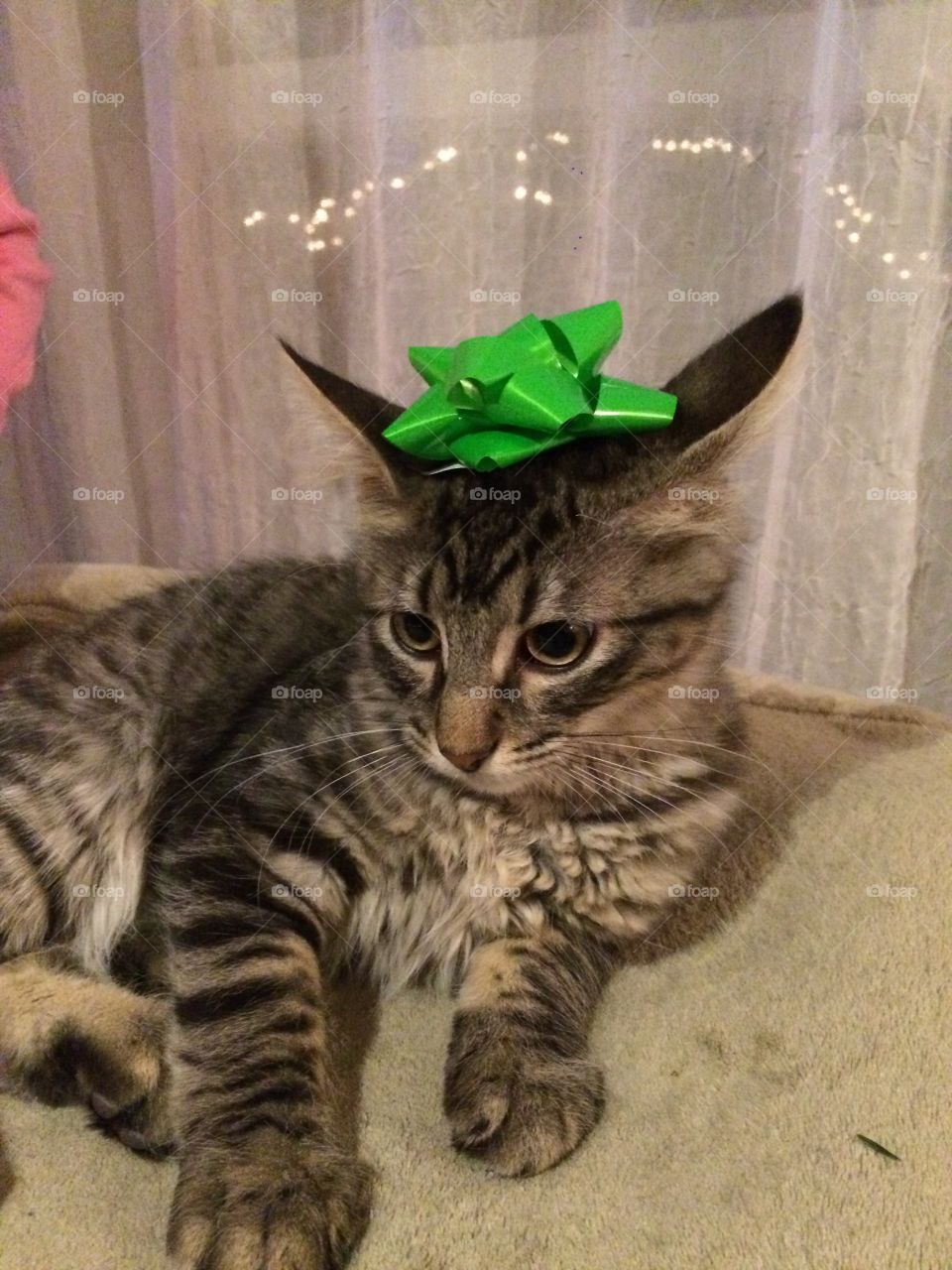 Cat with ribbon