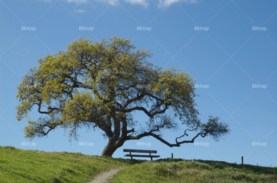 livermore ca grass alone tree by stephenkirsh