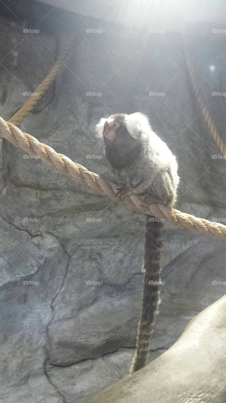 Okay, I know I told you guys cats were cute, but these my friends is really pushing it!! The sweet marmoset was kind enough to pose for the camera!