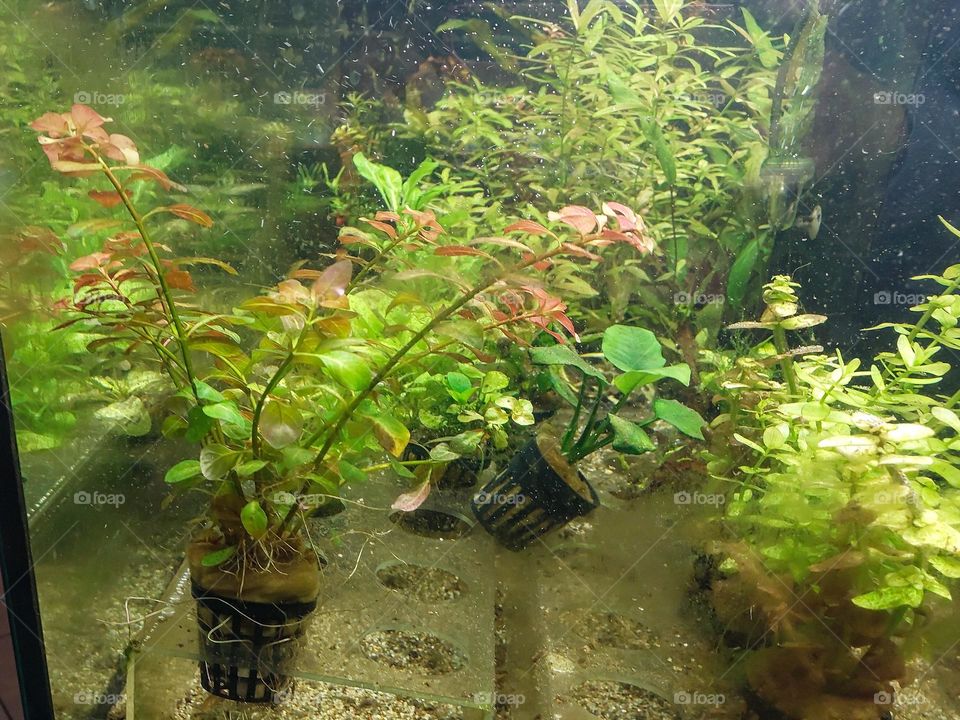 Aquatic plants for the aquarium