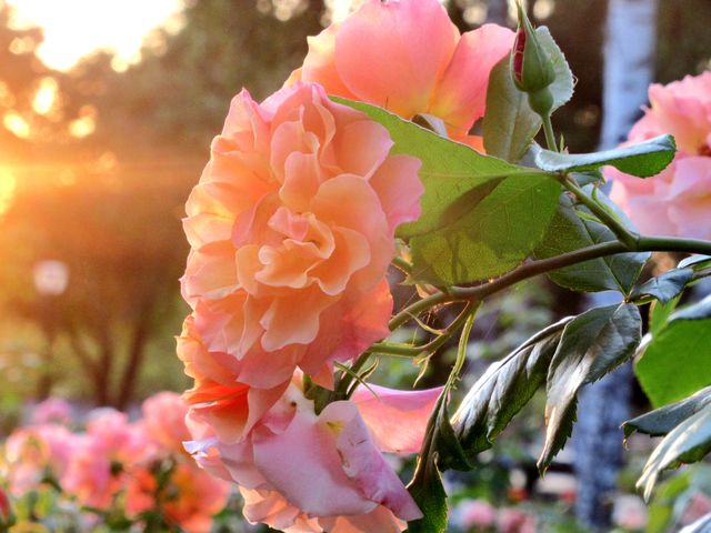 pink roses
