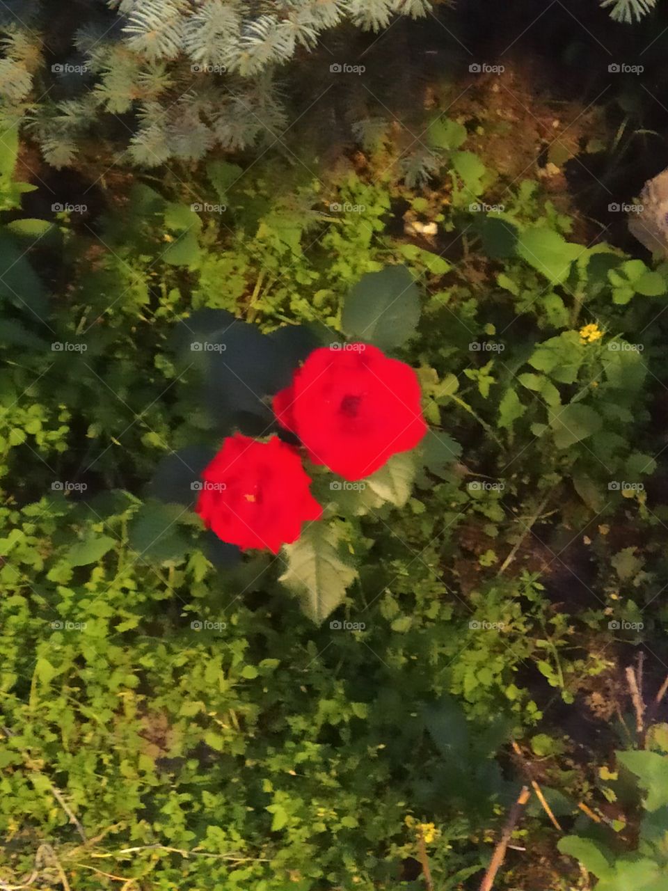 Kalanchoe is usually a disease-resistant flower, but sometimes due to improper care, it can cause adverse events, such as various diseases