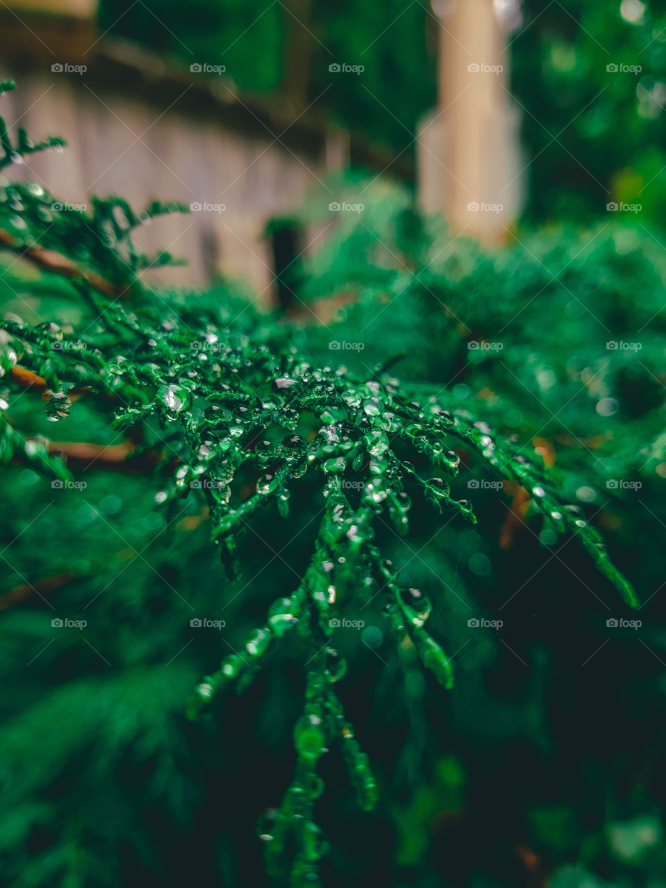 Raindrops on a branch