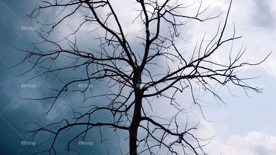 Tree and sky