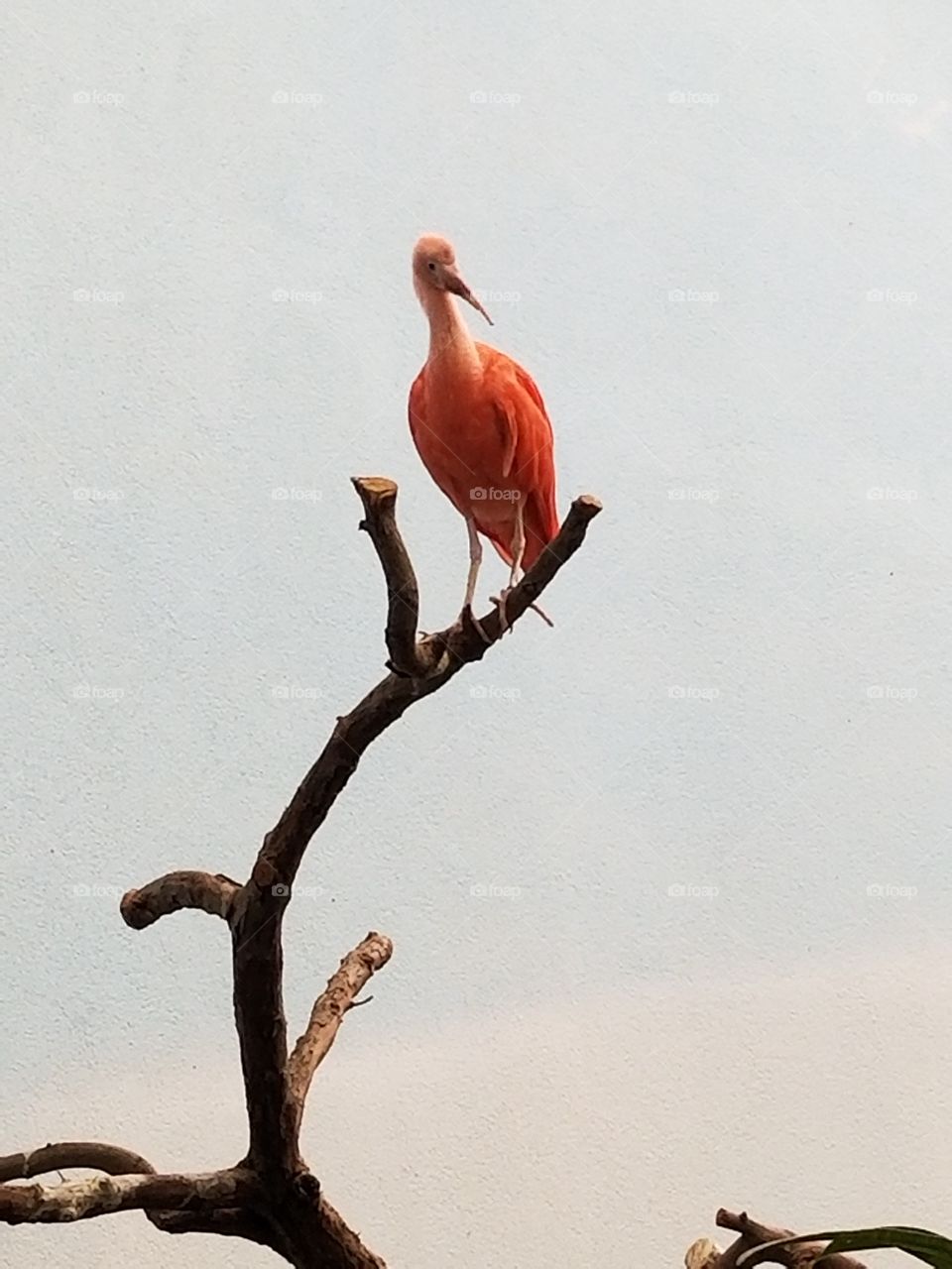 Pink bird on branch