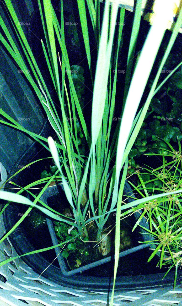 Pond plants love Summer