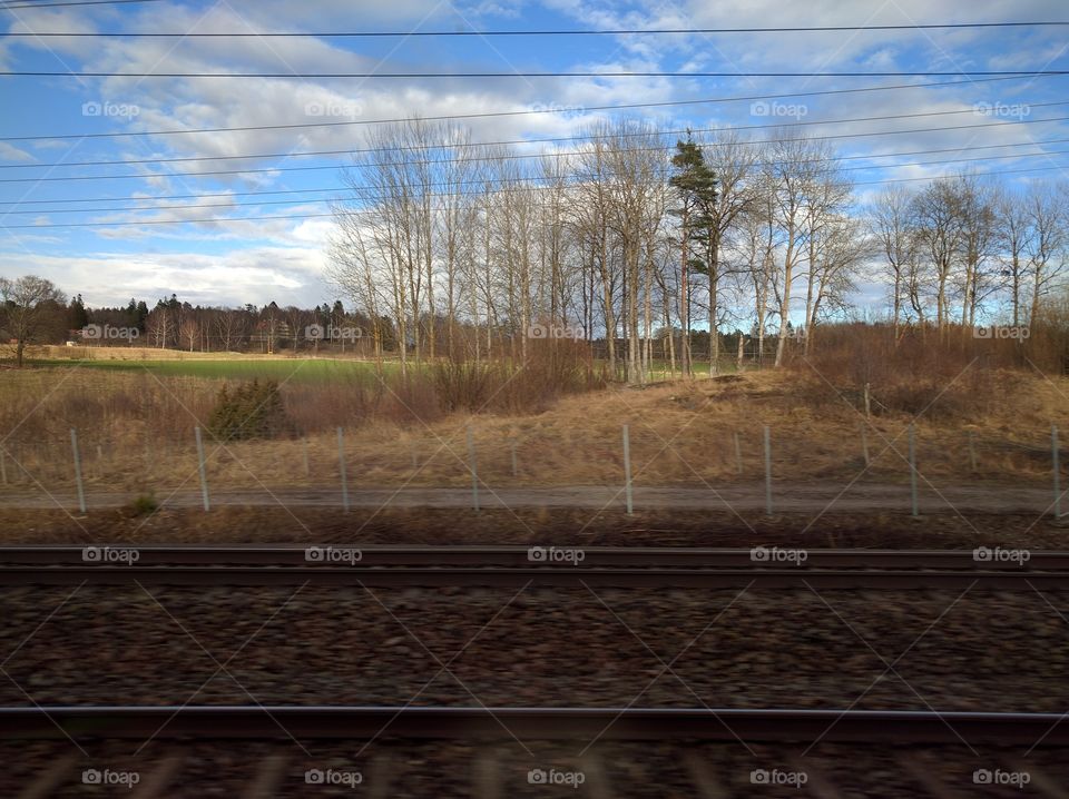 Tree, Landscape, No Person, Light, Wood