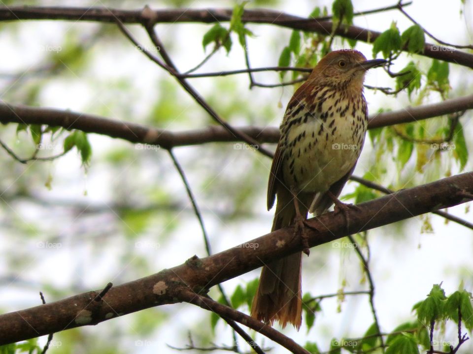 Brown Thrasher