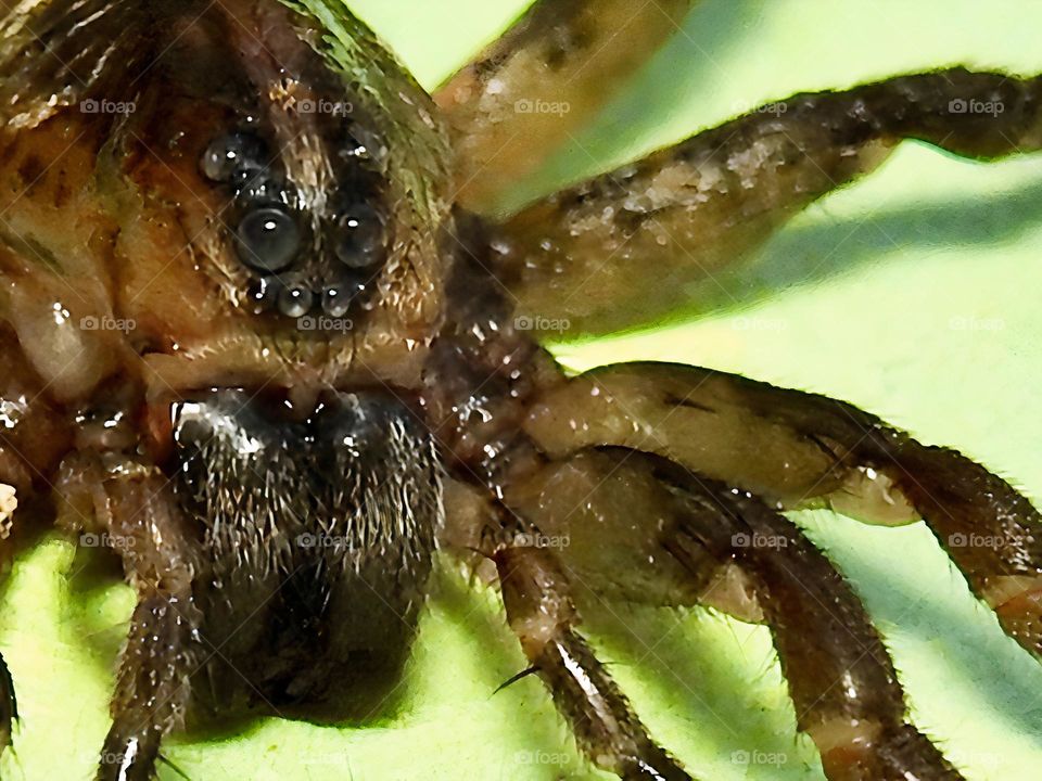 Field wolf spider also called hogna lenta macro photography in central eastern Florida.