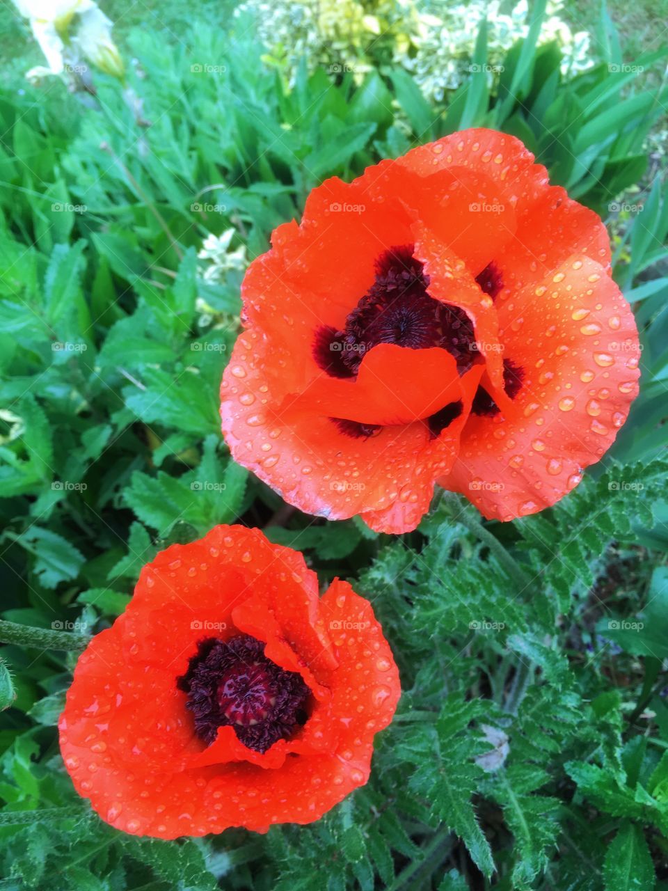 Rain in Hamburg.Poppies