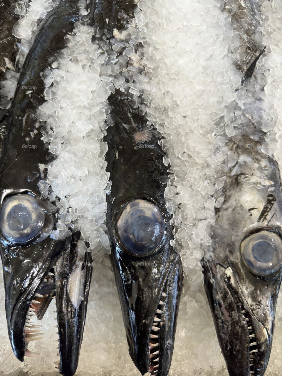 Looking down on a close up of the black scabbard fish covered in ice at the Sunday market 