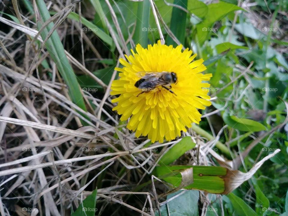 Bee pollinating dandelion