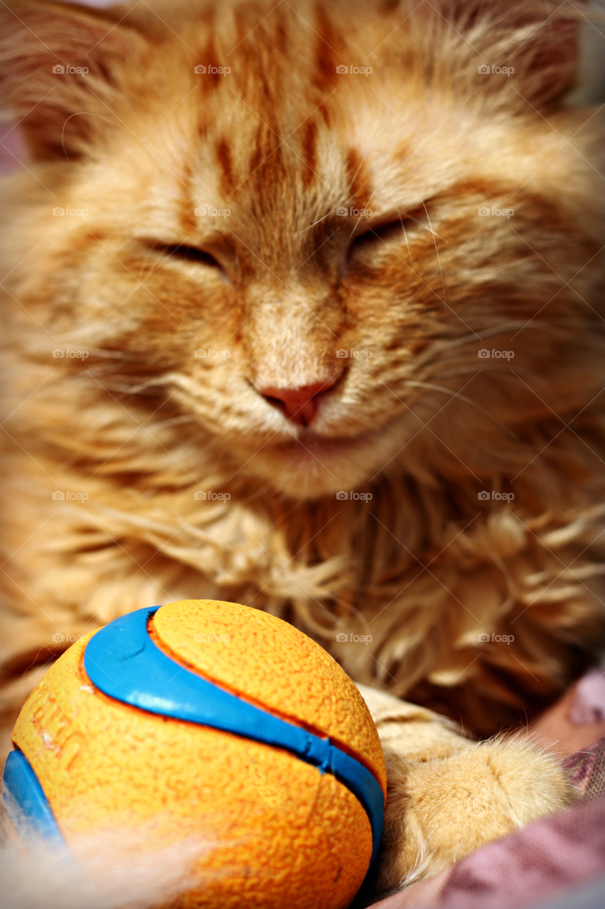 Orange Cat Orange ball