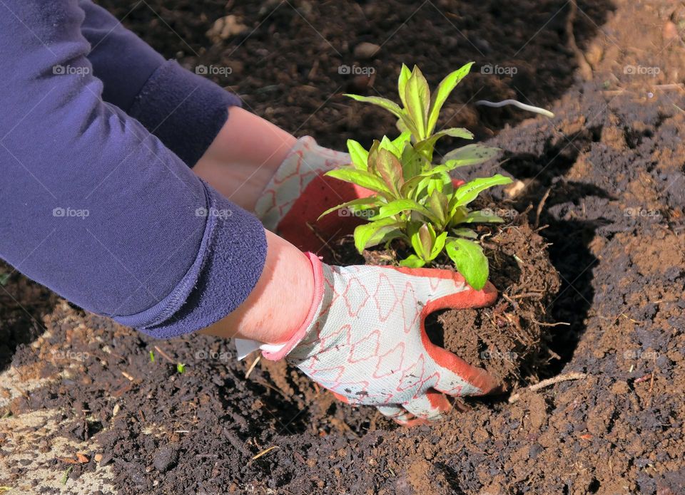 planting