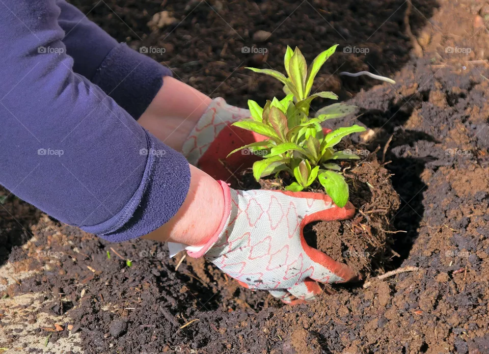planting