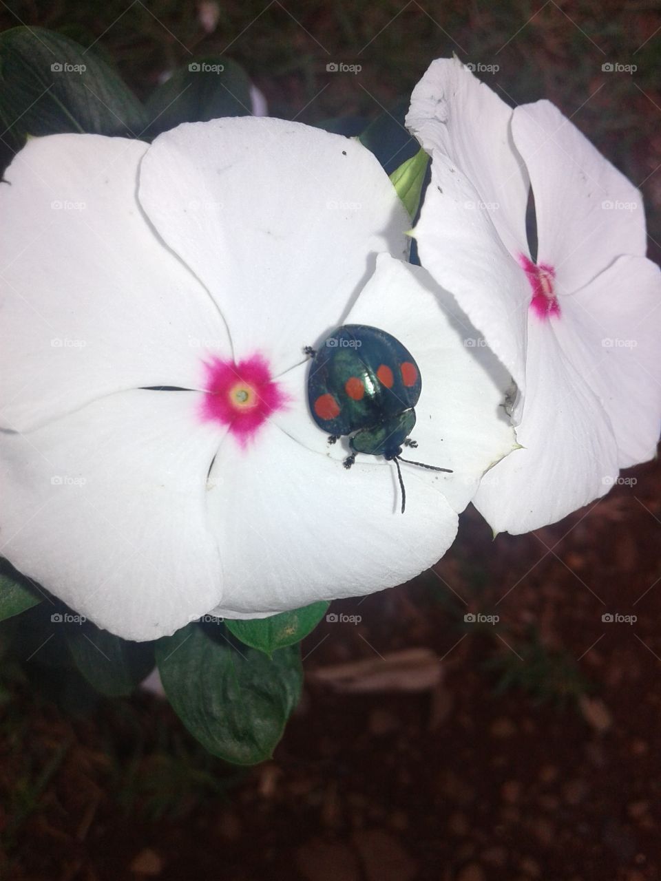 Ladybug insect