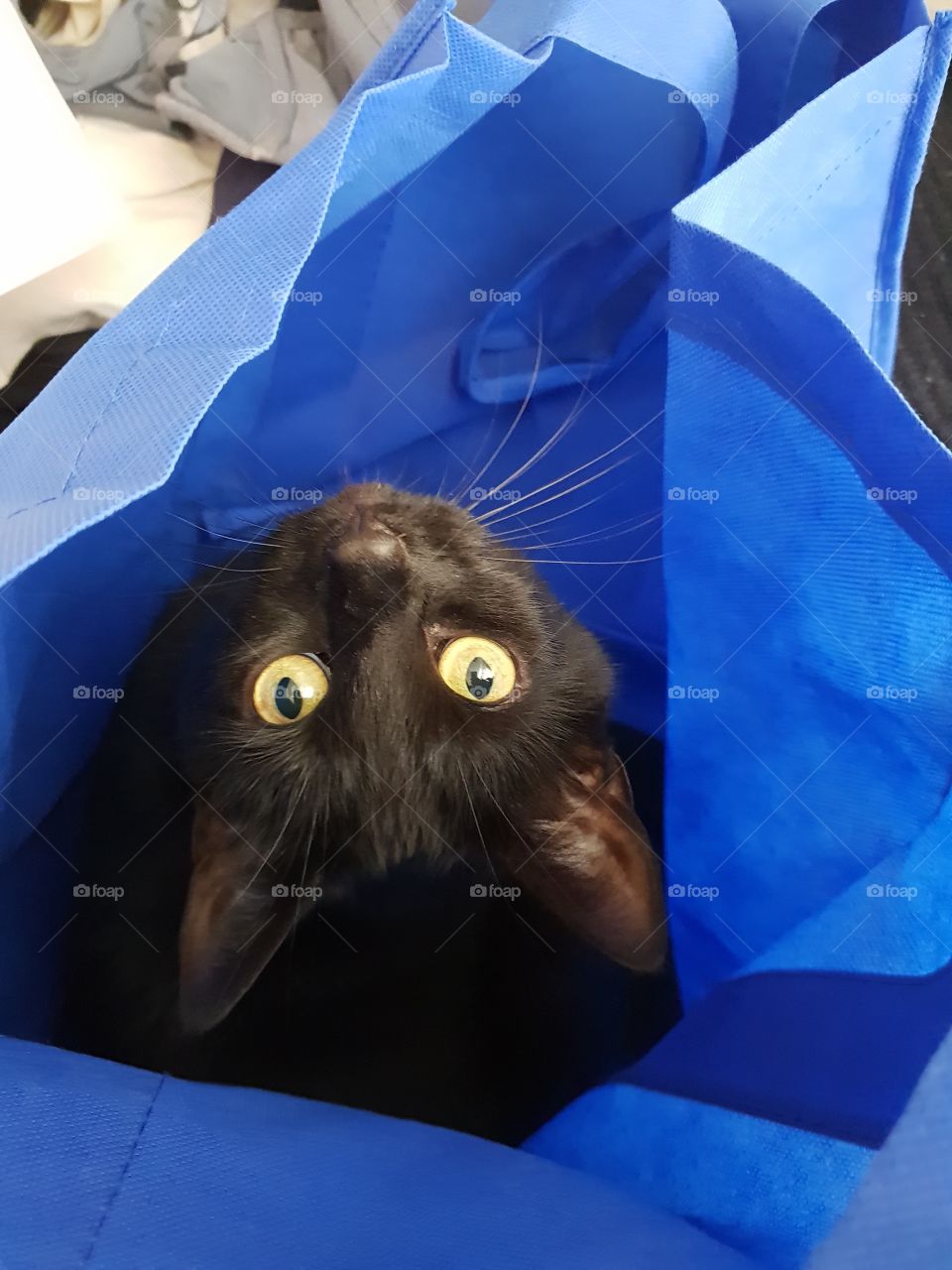Funny picture of a beautiful black cat sitting in a bag