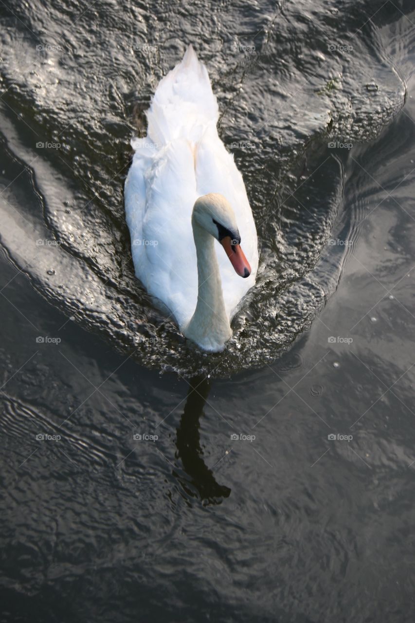 High angle view of swan