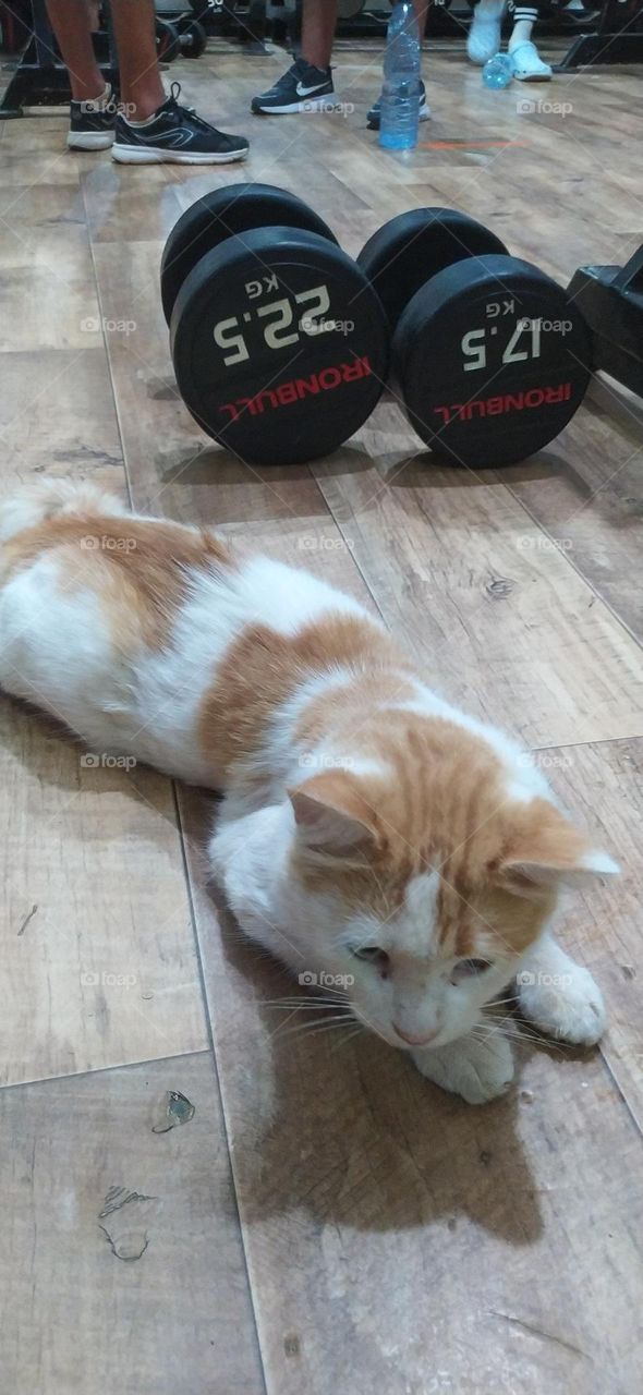 lovely cat training gym