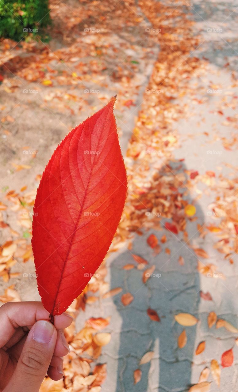 #fall #autumn #leaves #red