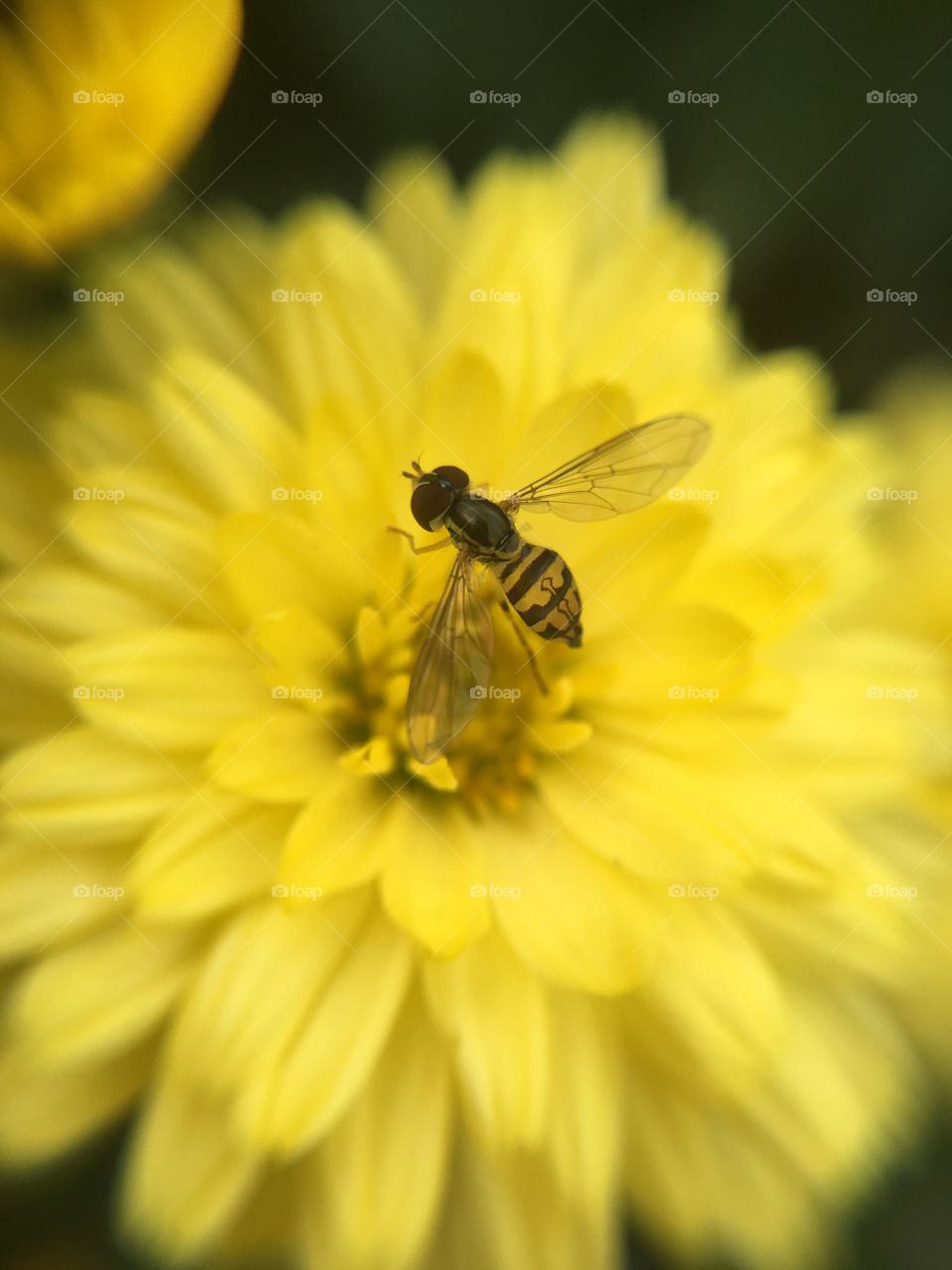 Tiny bee on mum