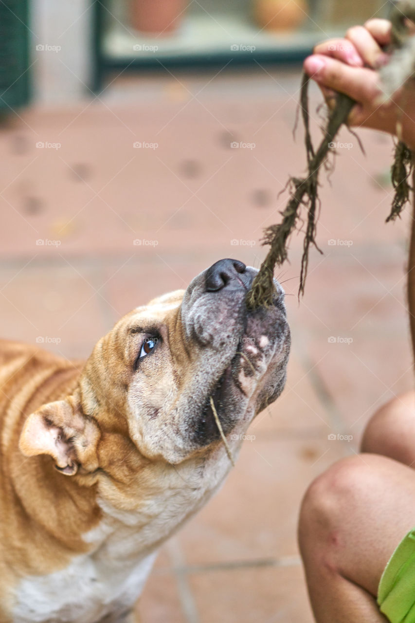 Dog pulling rope