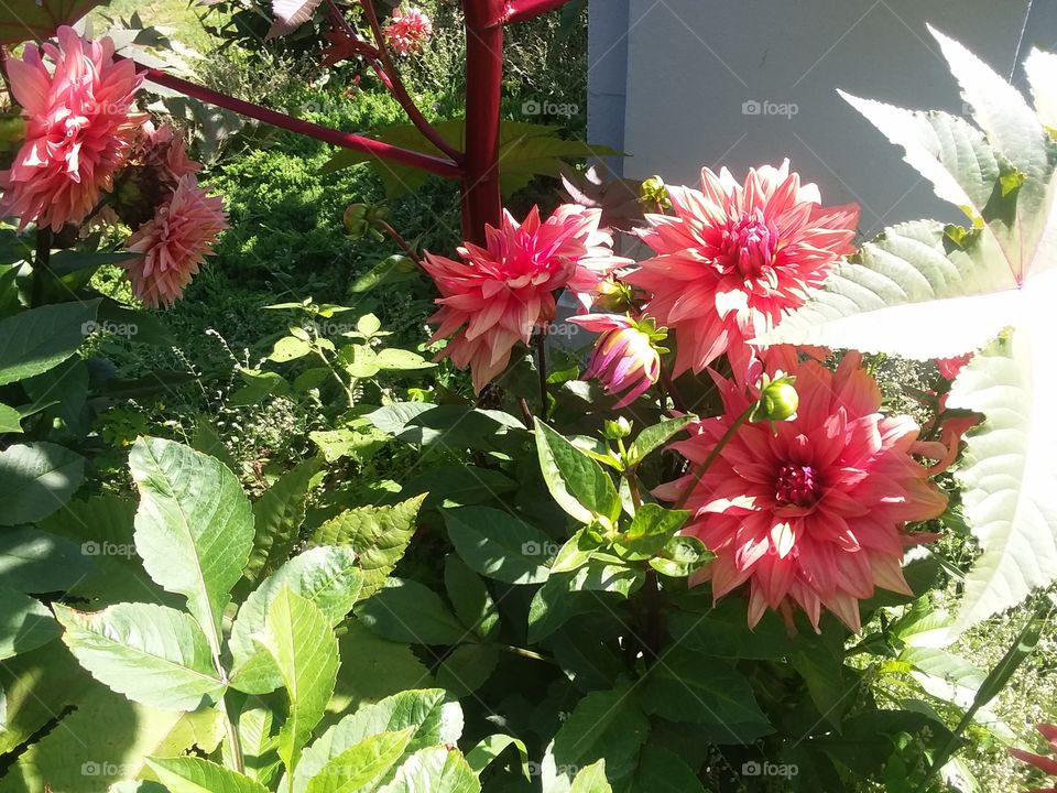 dahlia