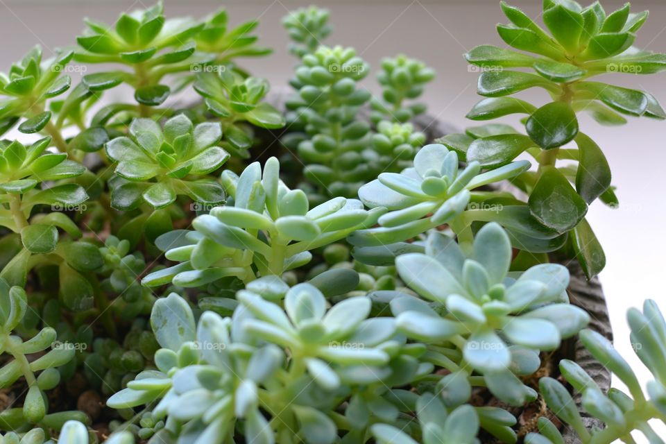 green house plants beautiful