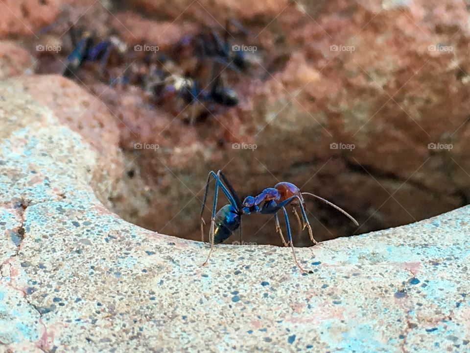 Closeup view large big colourful ant with pincers on edge of nest