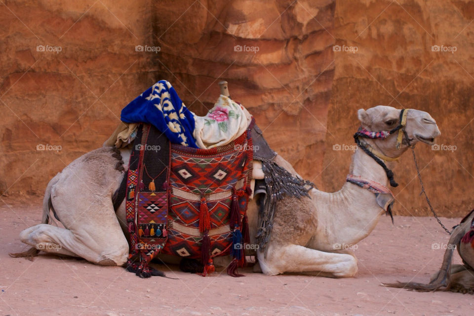 Camel waiting in the shadow