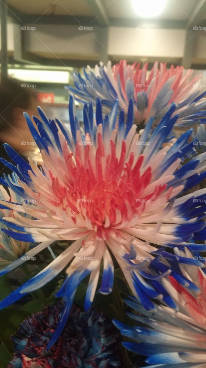 flower. red white blue