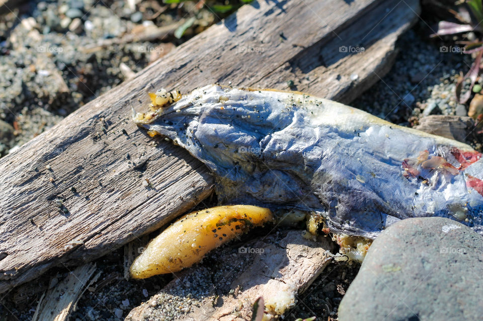 A dead herring with it’s roe sac still intact. It was left at the waterline as the tide receded & my puppies brought it up because it smelled soooo good - to them! More nutrients for many creatures.