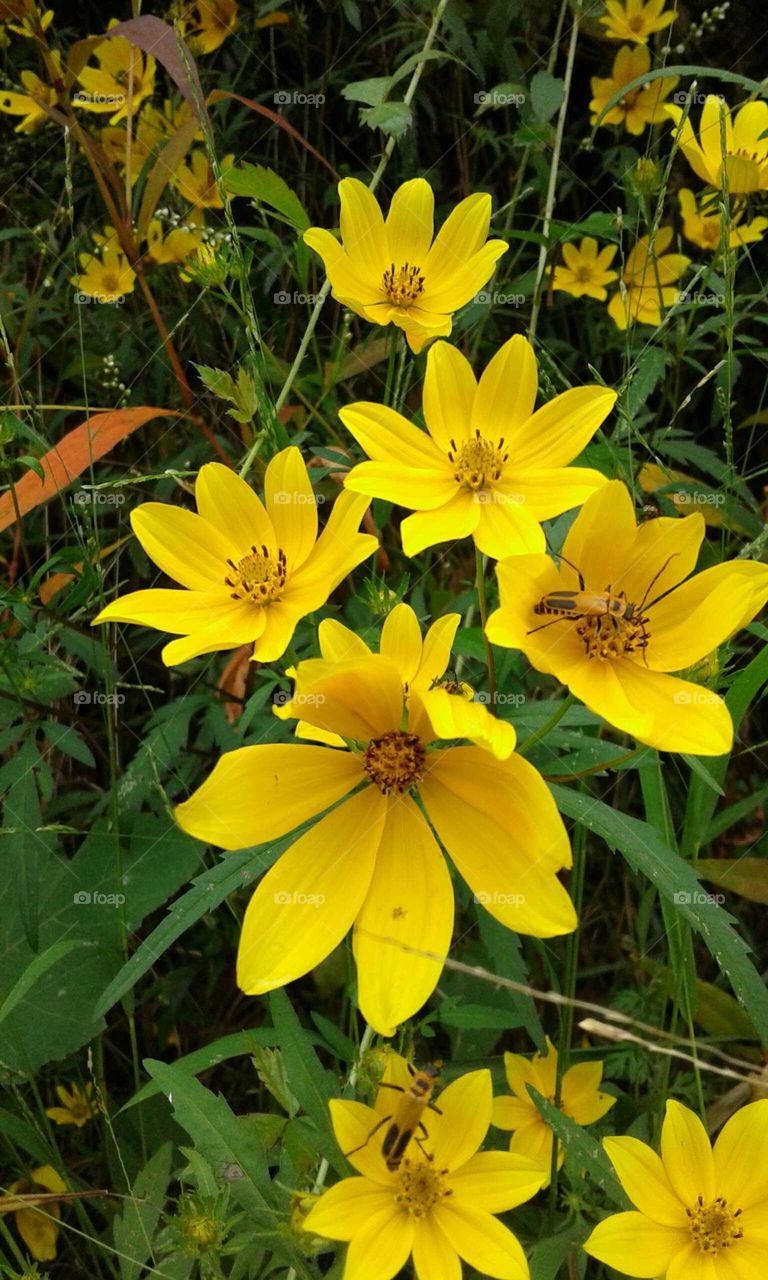 Wildflowers