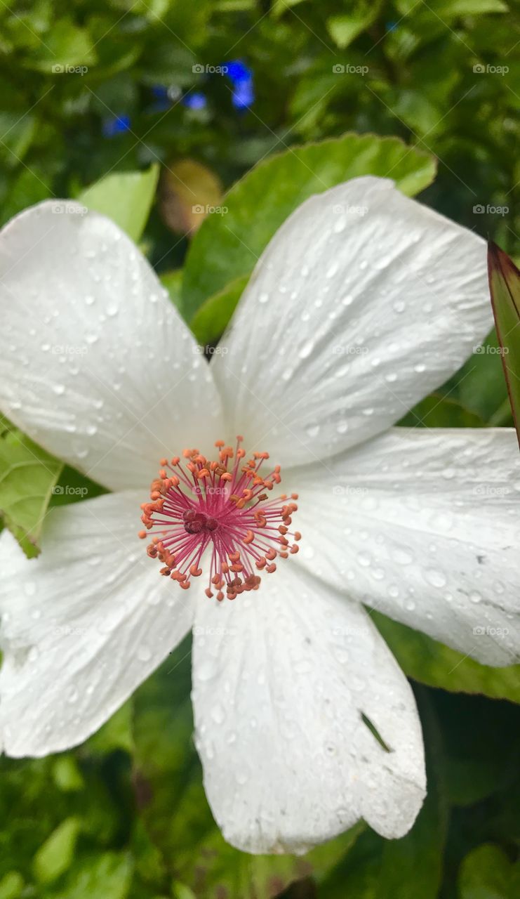 White Hawaiian flower