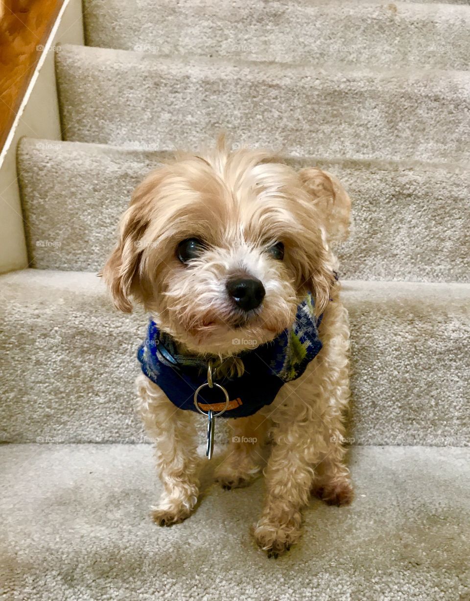 Small Dog on Stairs