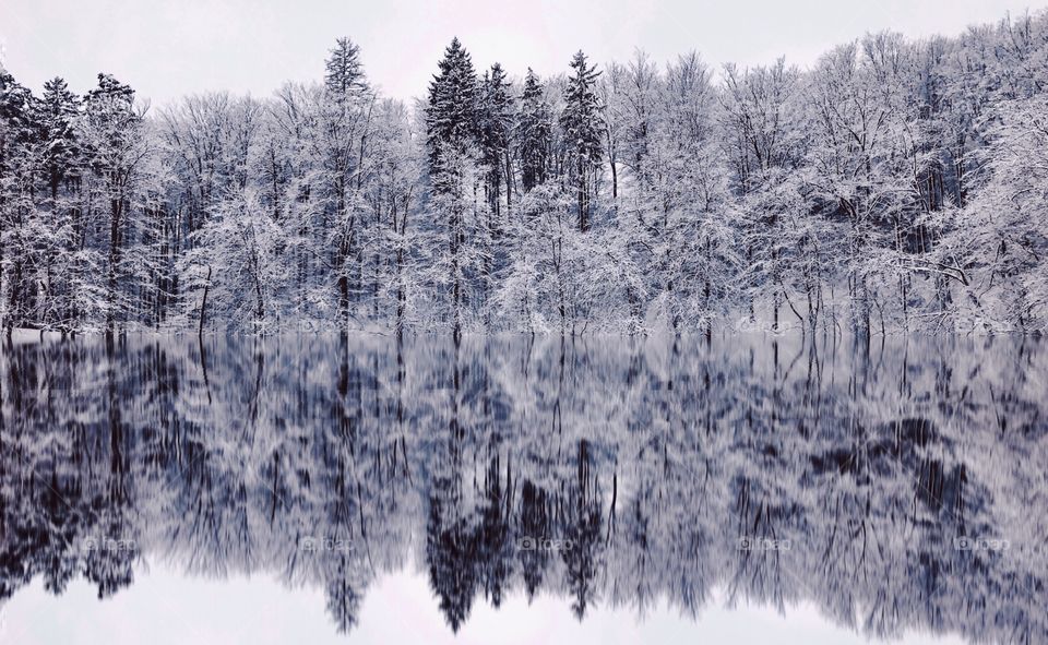 Wood, Winter, Snow, Tree, Cold