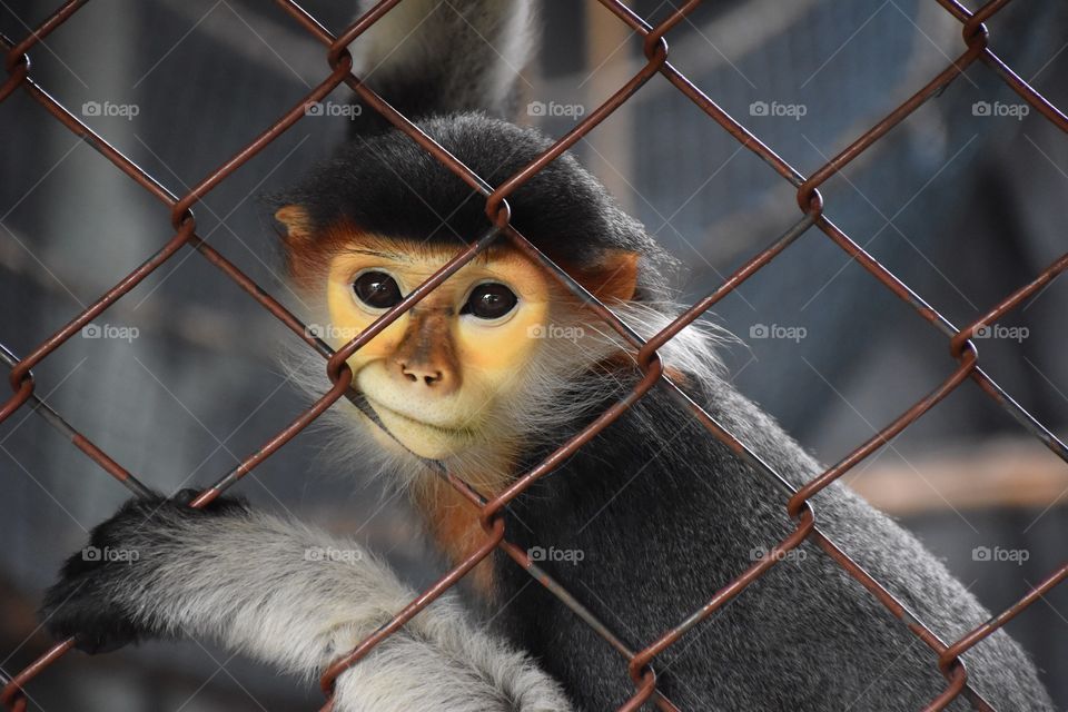 Sadness in the eyes. Monkey in the cage