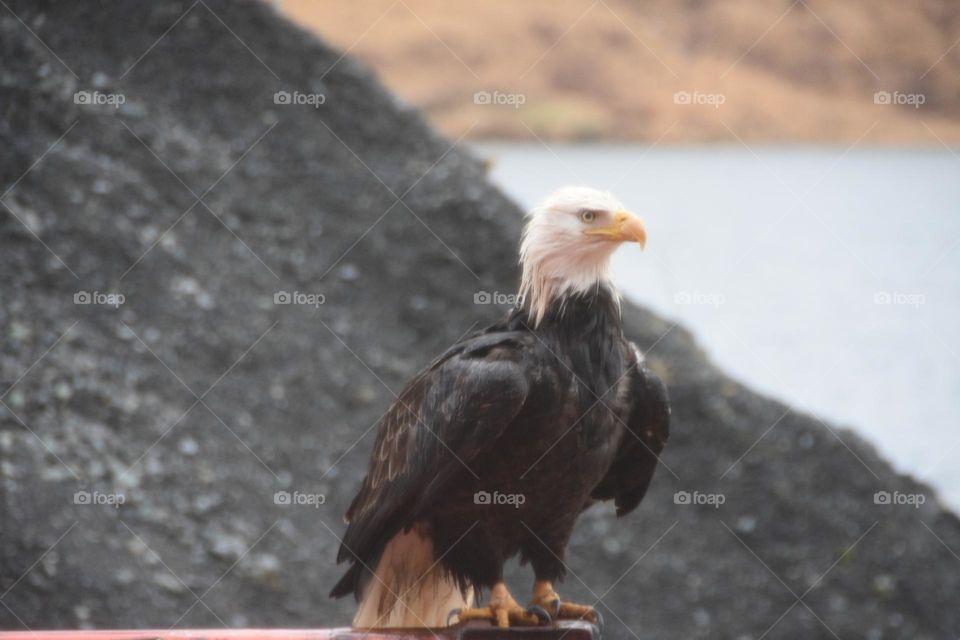 wet bald eagle wait to dry on container