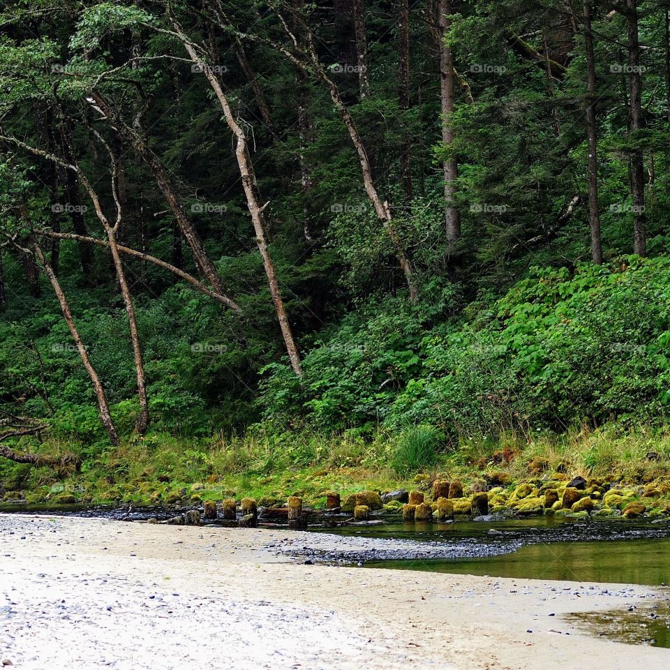 A small creek gently flows through it’s lush green banks full of trees and bushes and logs towards the Pacific Ocean on Oregon’s Central Coast on a fall day.